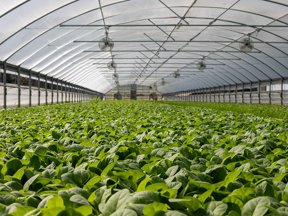What Are the Benefits of Having a Home Greenhouse